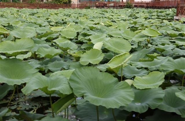 最火的生日祝福语