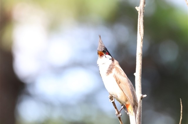 大四毕业祝福语简短