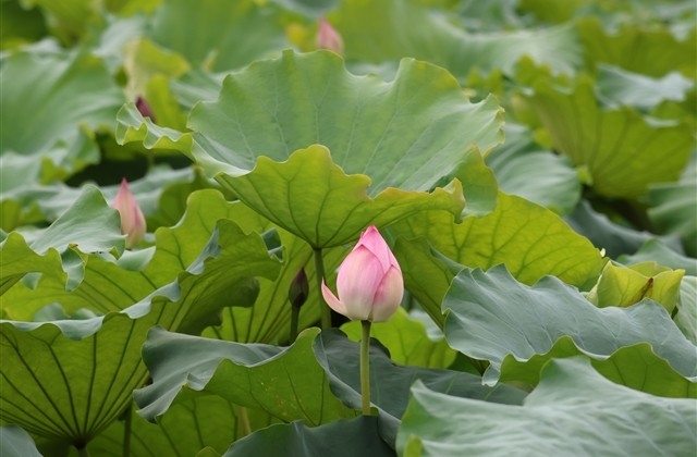 妇女节文案短句
