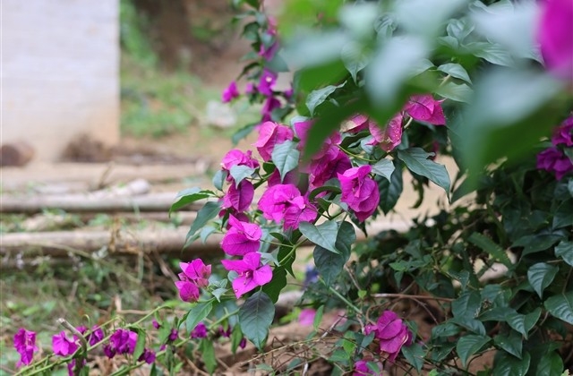 关于惊蛰的问候语