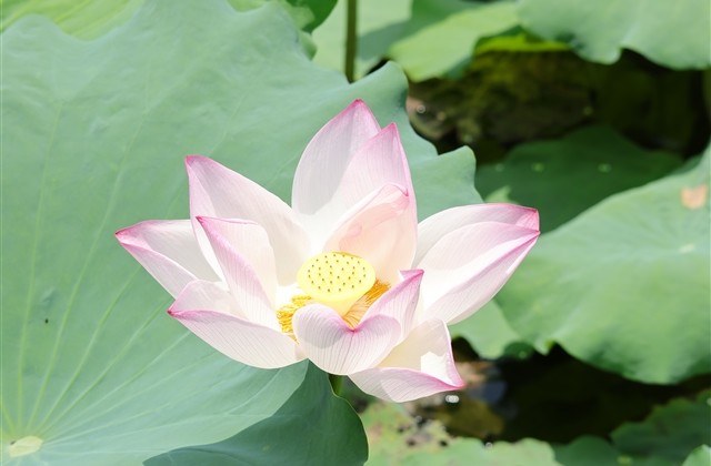 有种思念和牵挂的说说(共65句)