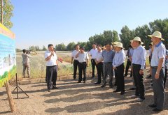 玉门市开展农业和农村经济工作观摩检查