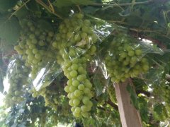 敦煌阳关镇果农撑起“致富伞”