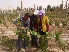 敦煌：农民技术员勤勤恳恳 喜迎文博盛会